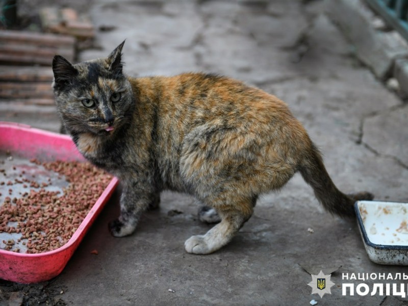Дівчина з Броварів надіслала понад 60 кг корму для 50 котів та 18 собак в Оріхові
