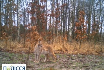 У Чорнобилі з’явилася тварина, яку екологи не фіксували від минулого століття