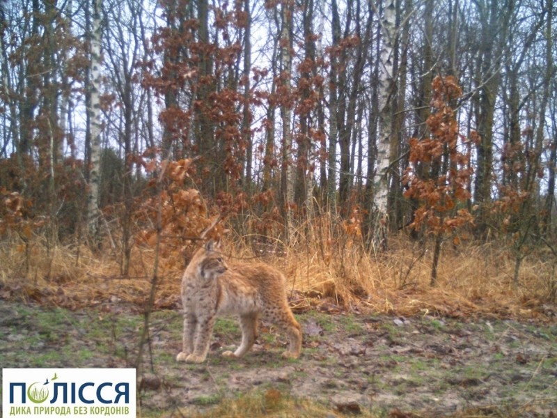 У Чорнобилі з’явилася тварина, яку екологи не фіксували від минулого століття