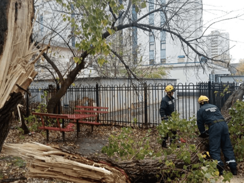 У Дніпровському районі дерево впало на паркан та нависло над припаркованими автівками