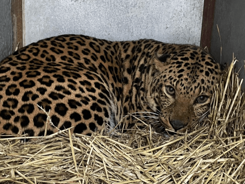 Леопард Брейв з Центру порятунку диких тварин переїхав в Іспанію