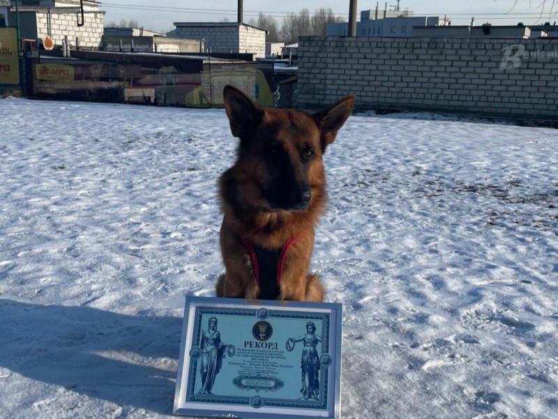 Пес Карбон з Києва став найтитулованішим собакою України