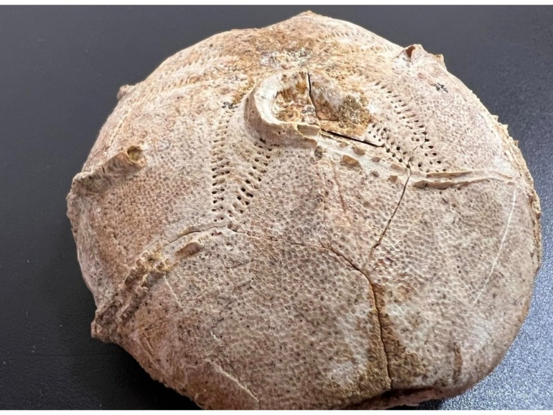 Посилочка віком у 161-165 млн років: з Тернополя до США намагалися переслати скам’янілість юрського періоду