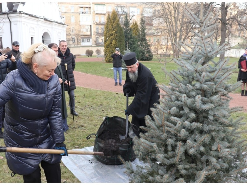 На території Софії Київської з’явилися ялинки, висаджені на честь першого святкування Різдва за новим календарем