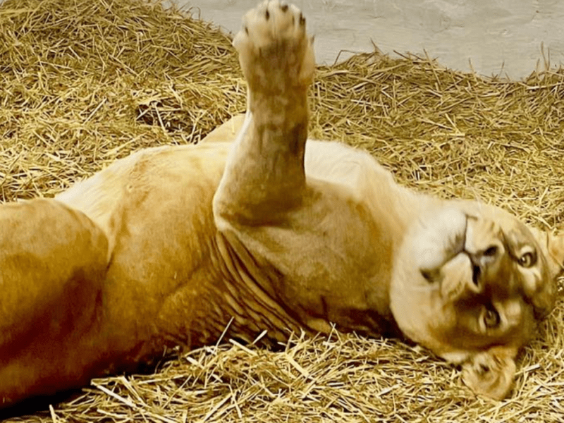 Центр порятунку диких тварин, що працює на Київщині намагається відправити за кордон левів та вовків – їм там буде краще 1