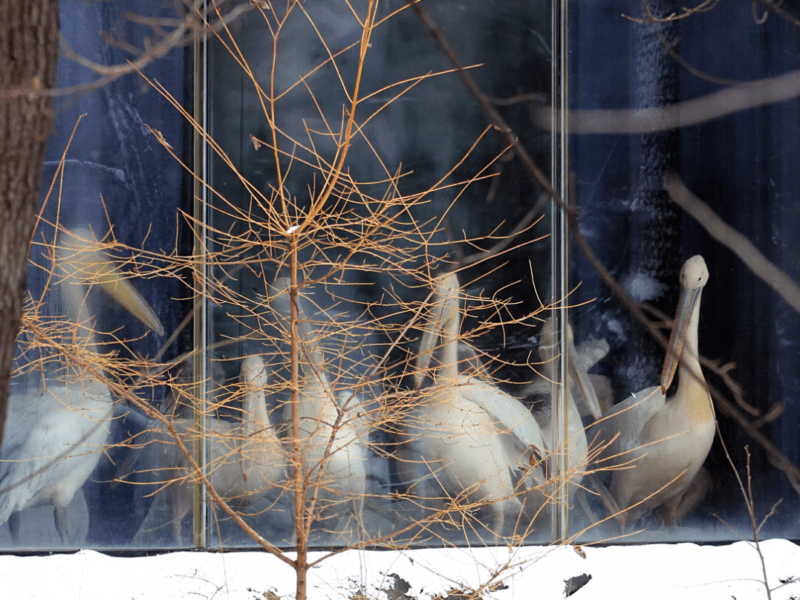 Пелікани столичного зоопарку перебралися до зимового будиночку: киян запрошують подивитися, як вони облаштувалися