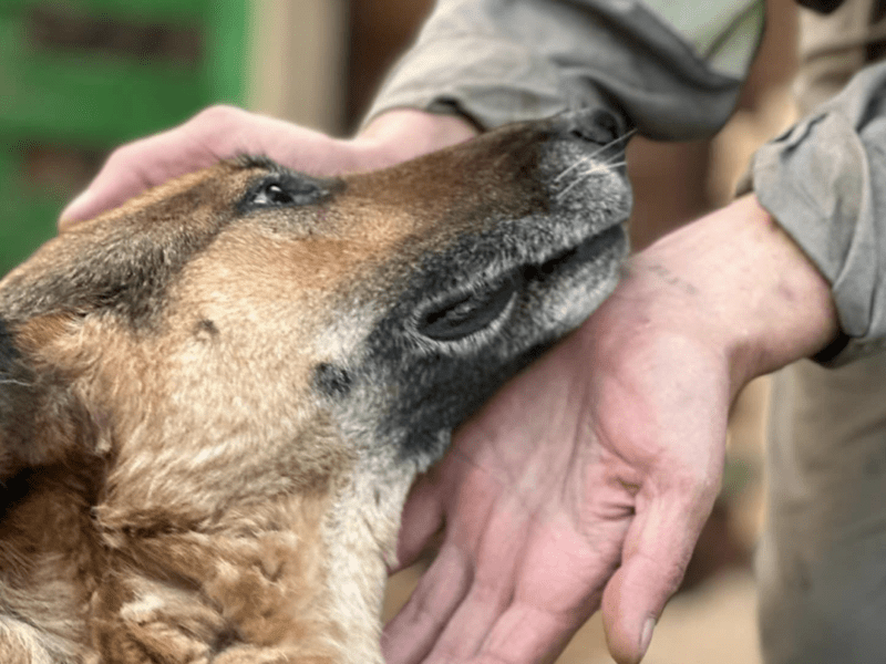 Символ Каховської трагедії: вівчарка Багіра досі шукає люблячу сім’ю
