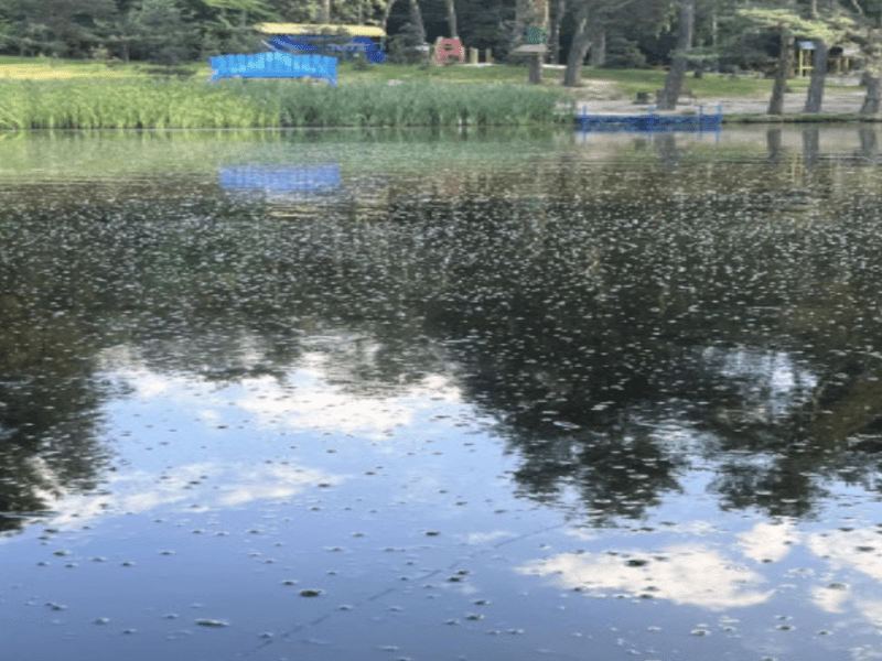 Кияни вимагають очистити Оріхуватські ставки у Голосіївському парку