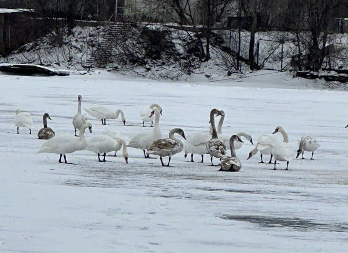 Комунальники вирізали для лебедів лунки у замерзлій кризі, щоб птахи могли плавати
