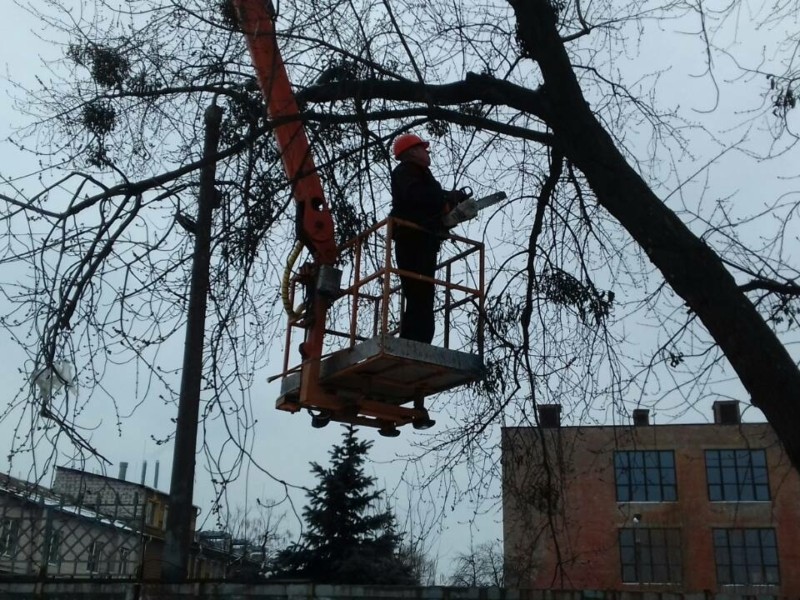 Омела у Києві знищує дерева та робить їх небезпечними для перехожих