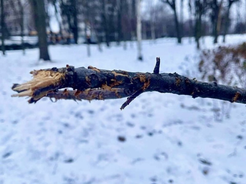 У Києві шукають горе-господарів, собаки яких пошматували молоді дерева у сквері