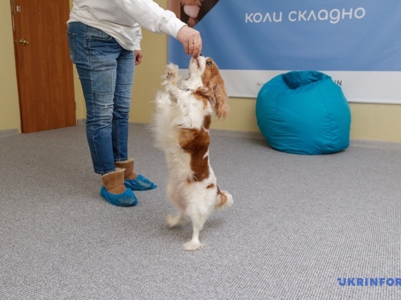 Терапія за допомогою собак: у столиці запрацював перший центр каністерапії