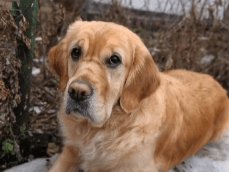 На Київщині знайшлася собака-поводир Плюша, яку шукали два роки