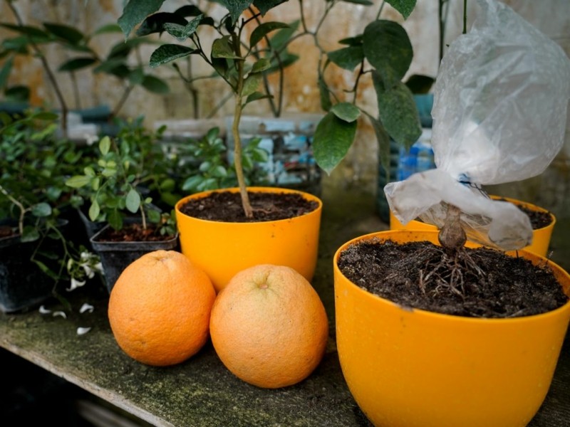 Цитрусова ферма у передмісті вразить лимонами з кулак та деревами, на яких одночасно ростуть лайми з мадаринами