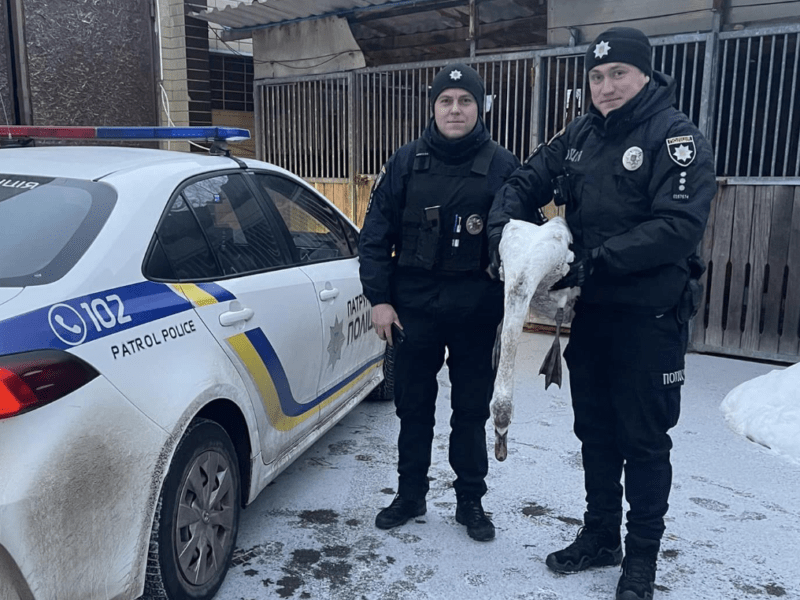 Птах у дуже важкому стані: киян закликають допомогти врятувати лебедя