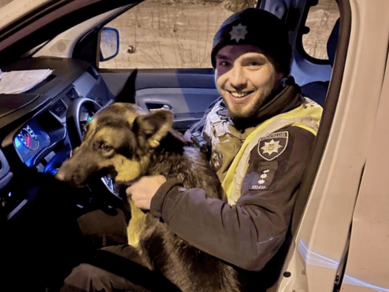Розгубилися у місті: у Києві двох собак-мандрівників повернули власниці