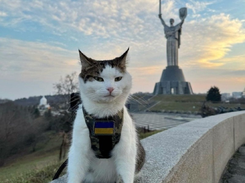 Прудкіший за кота Степана та хитріший за пса Патрона: фронтовий кіт Шайбусік засвітився в столиці