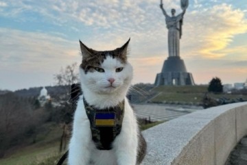 Прудкіший за кота Степана та хитріший за пса Патрона: фронтовий кіт Шайбусік засвітився в столиці