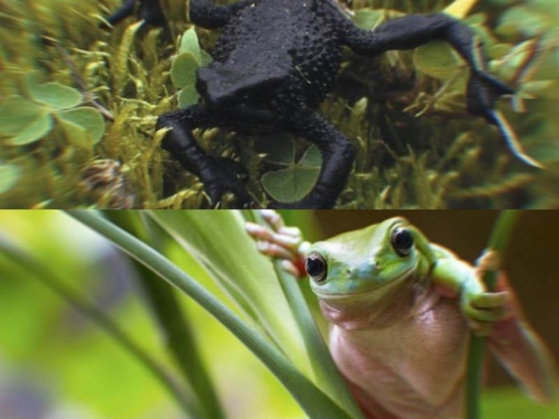 У Чорнобильській зоні виявили чорних жаб-мутантів