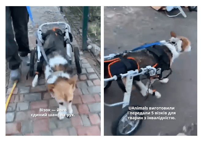 У притулок на Київщині купили візки для собак з інвалідністю: тварини могли лише лежати, а тепер знову бігають