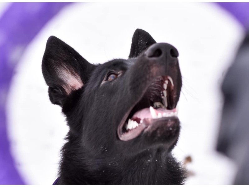 “Клініка ломиться від отруєних домашніх улюбленців”: на Оболоні заговорили про отруєння собак