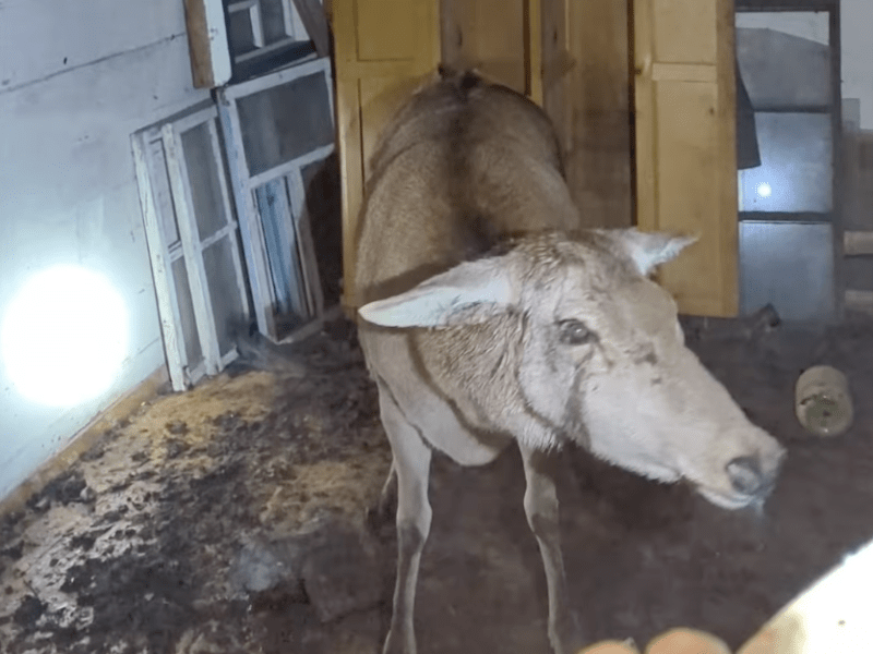 На Київщині рятують літню оленицю, яку покусали собаки