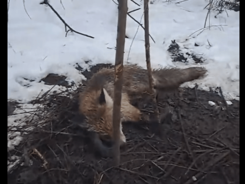 У Центрі порятунку диких тварин борються за життя лисички, яка потрапила у пастку браконьєрів: киян просять про допомогу