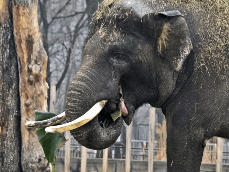 Свято у слона Хораса: найбільший мешканець Київського зоопарку відзначає своє 19-річчя