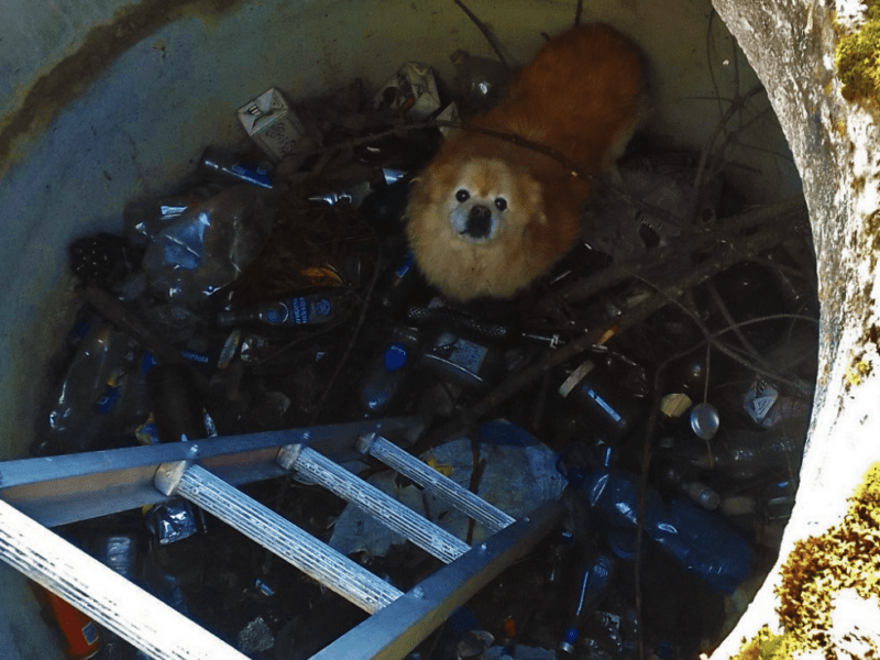 Два дні просидів у каналізаційній ямі: на Київщині врятували песика-пухнастика
