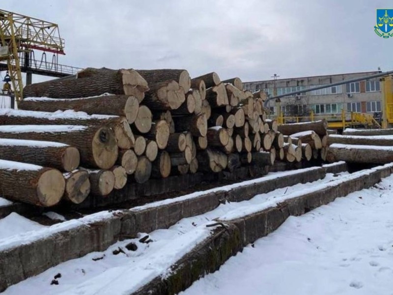 У Чорнобильському заповіднику вирубали для продажу 100-річні дуби на 60 млн грн