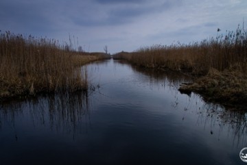 У Чорнобильському заповіднику відновлять болота