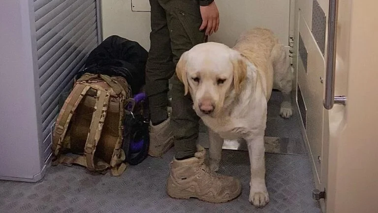 Військовий із службовим собакою кілька годин їхав у тамбурі поїзда, бо перевозив чотирилапого не за правилами