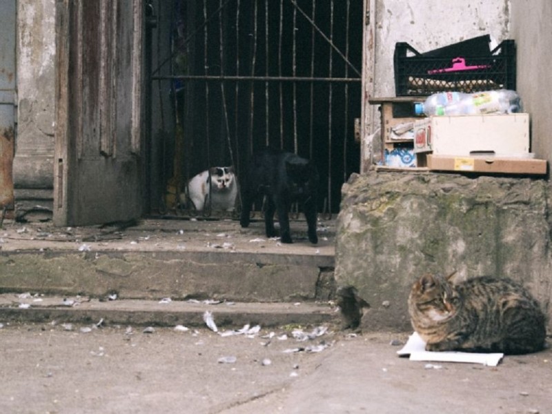 За ґратами загинули кошенята: коли киянам дозволено зачиняти входи до підвалів та як врятувати чотирилапих