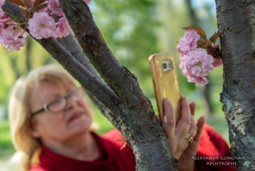 З мрією про квіти та тепло: заплануй сакуро-тур на квітень у 24 локації Києва вже тепер