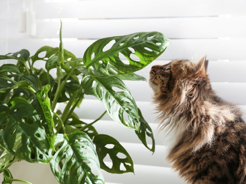 15 вазонів, які варто дарувати власницям котів – щоб улюбленці не погризли рослини