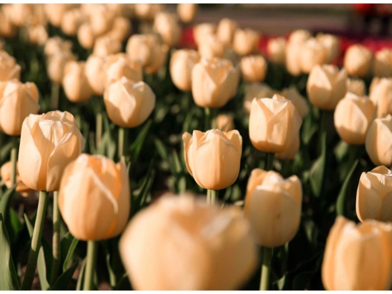 Три мільйони тюльпанів у Добропарку: сезон 2024 обіцяє бути масштабним як ніколи