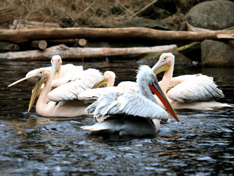 Почули весну: у столичному зоопарку на озера повернулись пелікани