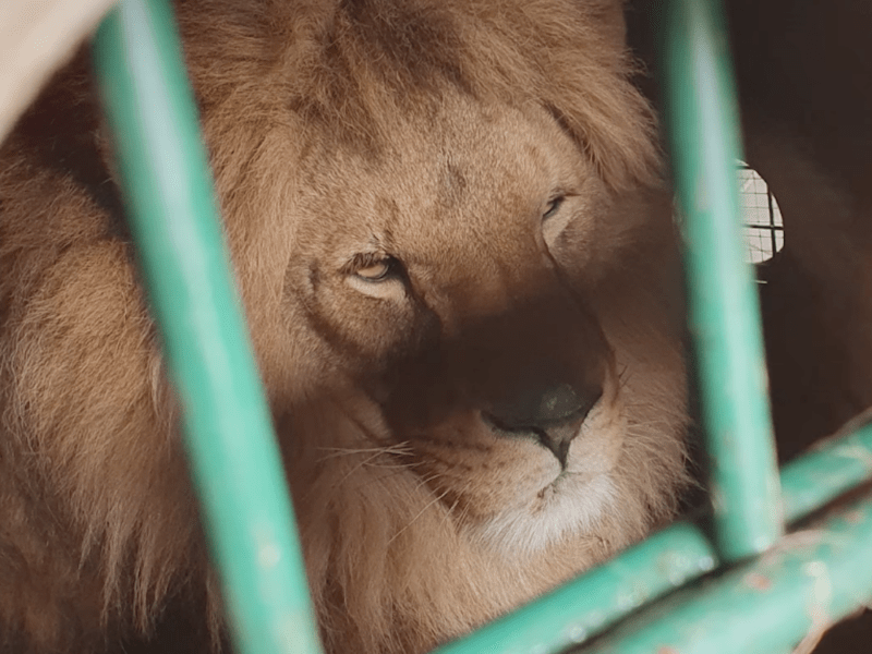 Радісна новина: леви Цар та Джаміль з Центру порятунку тепер будуть жити в Африці