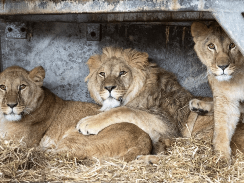 Тікали від вибухів: четверо левів з Центру порятунку тепер житимуть в Англії