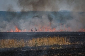 Площа пожеж в екосистемах Києва зросла на 923%