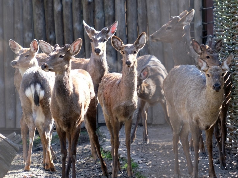 Вилучені у торговців олені вже гуляють у вольєрі зоопарку – відвідувачів просять їх не полохати