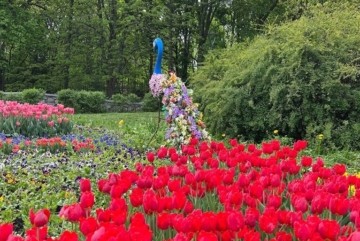 На Співочому вже можна милуватись квітучими галявинами з тюльпанами, віолами, нарцисами, крокусами, ірисами