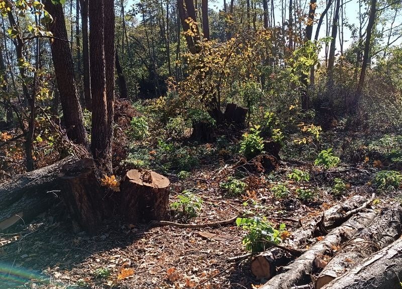 Під Києвом у лісі порубали дерева на 43,6 млн грн – матеріали вже у ДБР