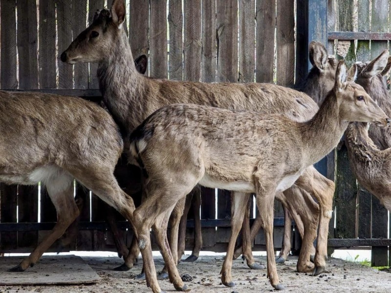 На в’їзді в Київ зупинили мікравтобус з контрабандними оленями – одна тварина загинула