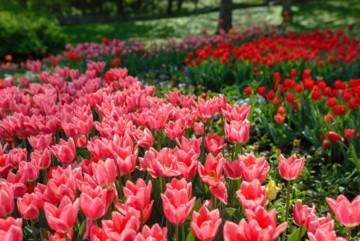 Квітучі галявини в серці столиці: на Співочому відкривається виставка весняних квітів