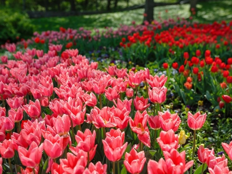 Квітучі галявини в серці столиці: на Співочому відкривається виставка весняних квітів