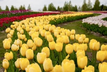 Ідея для прогулянки: мільйони тюльпанів під Києвом досягли піку цвітіння