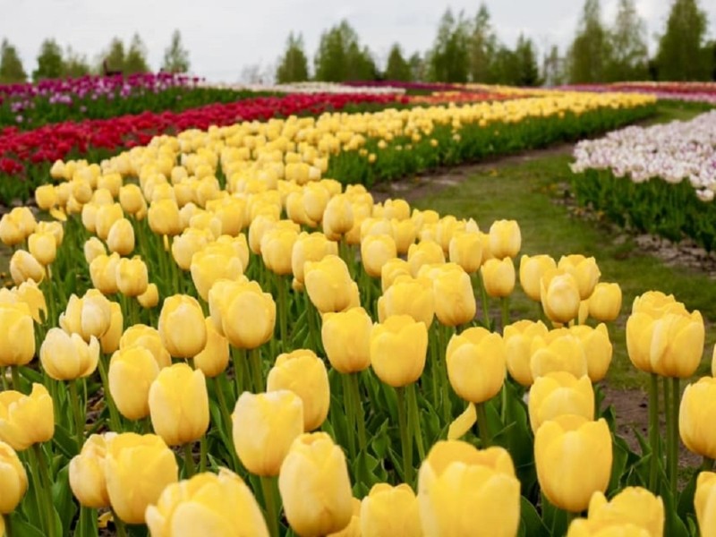 Ідея для прогулянки: мільйони тюльпанів під Києвом досягли піку цвітіння