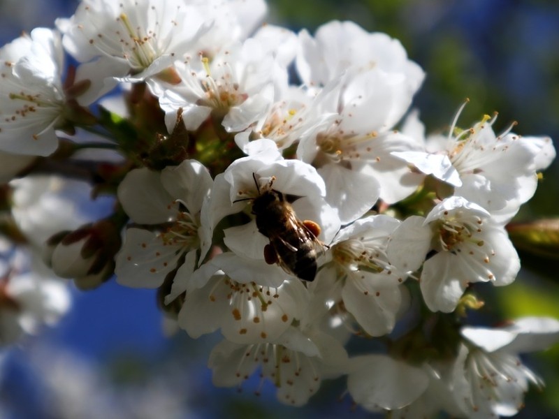 «Київщина. Бджіл майже немає»: садівники та експерти стурбовані цьогорічним врожаєм фруктів