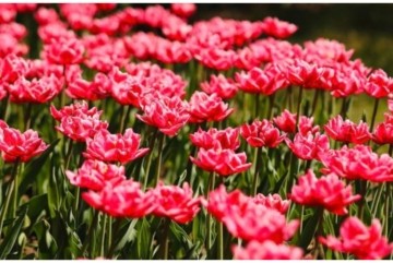 Пік цвітіння трьох мільйонів тюльпанів  – незабутня подія, не прогавте момент у Добропарку
